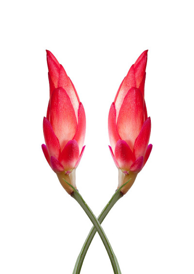 花芽的圣诞仙人掌(schlumbergera)孤立在白色