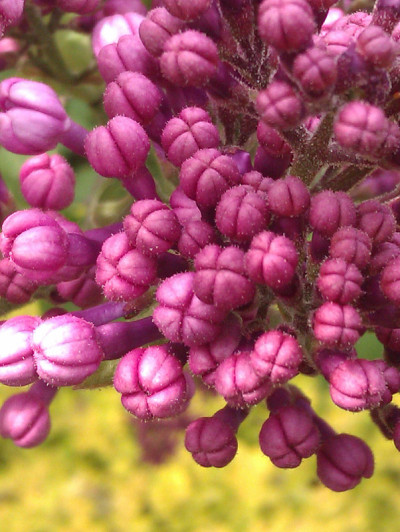 紫色的丁香花蕾
