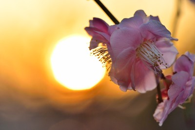 《日落梅花》，日本
