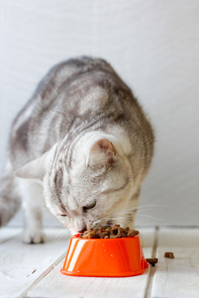 灰猫在吃橙色猫碗里的食物。