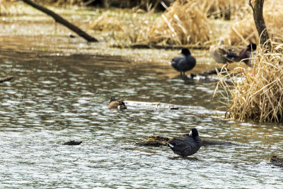 傻瓜(Fulica)