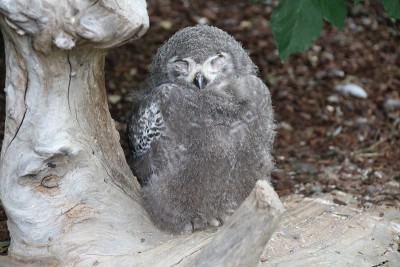 小黄眼雪鸮(Bubo scandiacus)