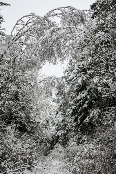 树枝上的大雪