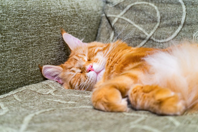 缅因猫品种的小红猫睡在沙发上。美丽的姜宠物肖像。宠物保护、福利、保健、兽医概念