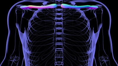 人类骨骼解剖锁骨3D渲染