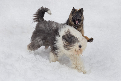 德国牧羊犬小狗和短尾牧羊犬在冬季公园的白雪上玩耍。宠物的动物。