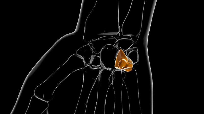 人体骨骼Hamate骨解剖医学概念3D