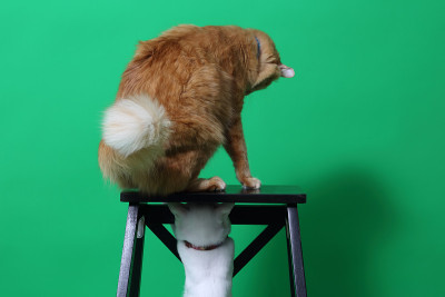 两只猫