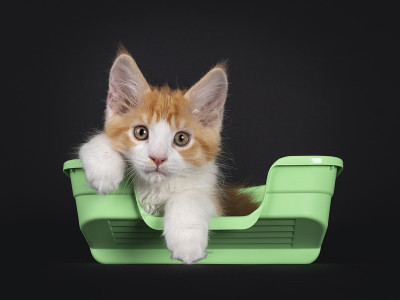 可爱的红色与白色的小猫在黑色的背景