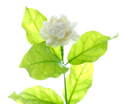 白色背景上的茉莉花。