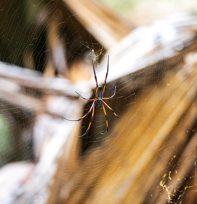 红腿金球蜘蛛也被称为棕榈蜘蛛(Nephila Inaurata)选择性地集中在网上，Praslin岛