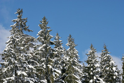 冬天雪森林
