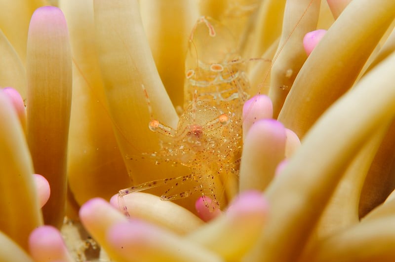 水下海洋生物