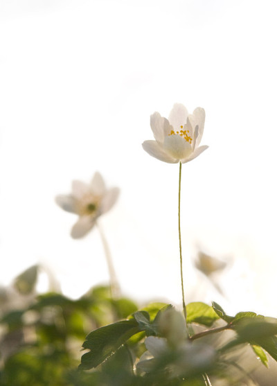 五叶银莲花