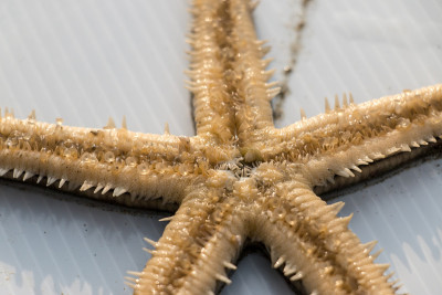 Starfish or sea stars are star-shaped echinoderms 