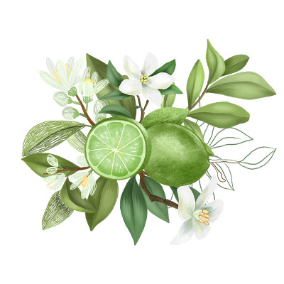 手绘花束的开花酸橙树枝和酸橙花;孤立在白色背景上