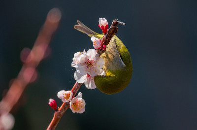 日本的白眼和梅花
