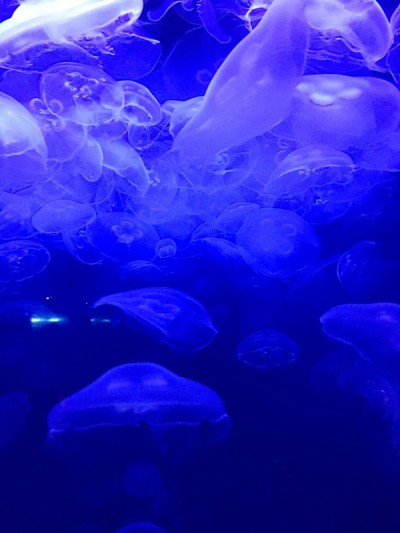 水母