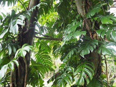 郁郁葱葱的绿色怪兽植物缠绕在热带森林的树木。日本冲绳。