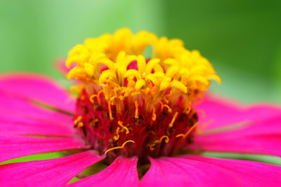 花园里的百日草花