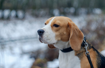 比格犬在冬天的雪地里散步