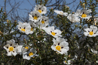 岩蔷薇ladanifer花
