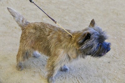 的犬