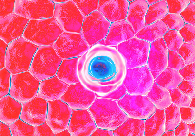 毛囊