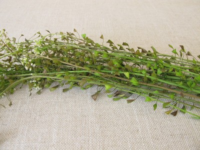 新鲜采摘的荠菜