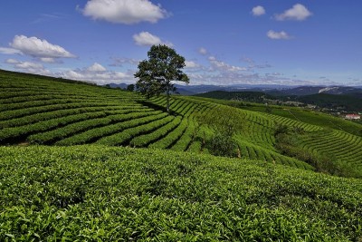 高原绿茶农场