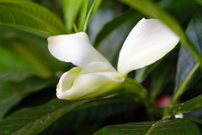 美丽的栀子花香栀子花盛开