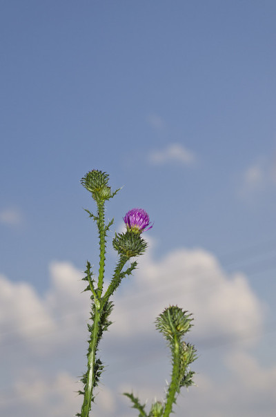 保加利亚北部夏天的田野和草地