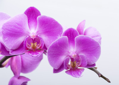 粉红色条纹兰花花