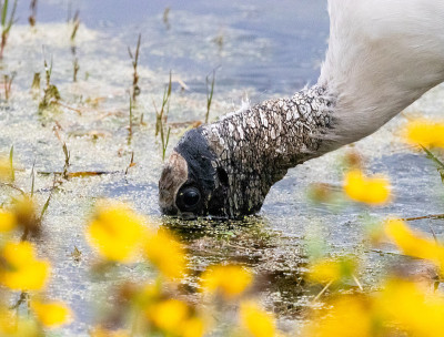 佛罗里达湿地上的WoodStork