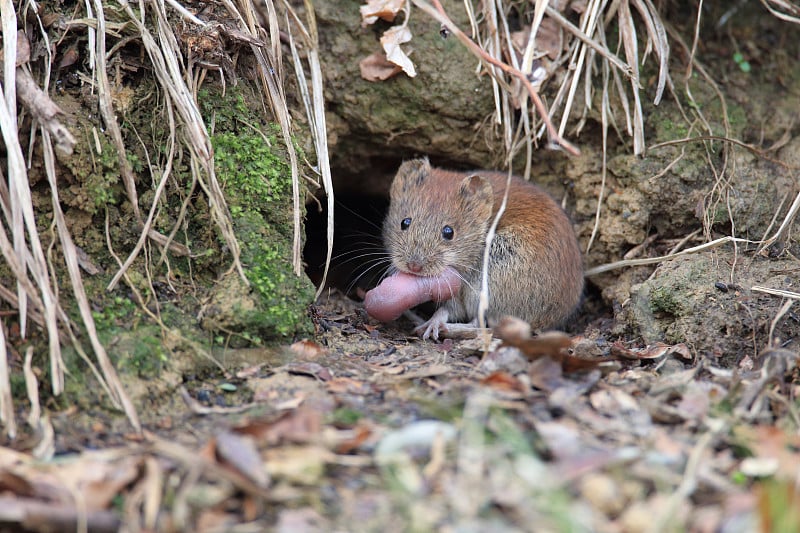 库田鼠(Myodes glareolus;从前的Clethrionomys glareolus)携带