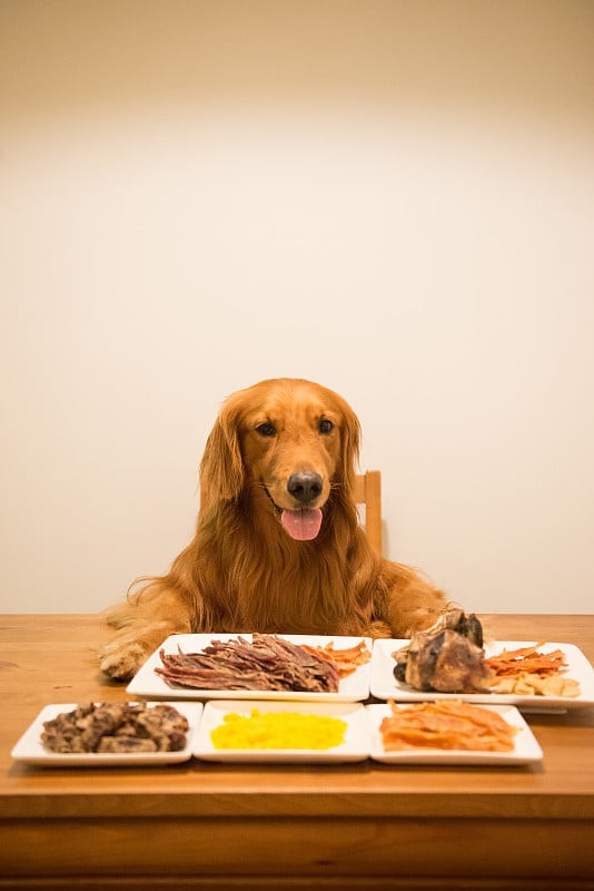 金毛猎犬在餐桌上吃东西