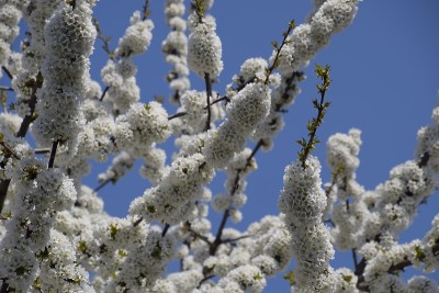 樱花。树枝上的樱花