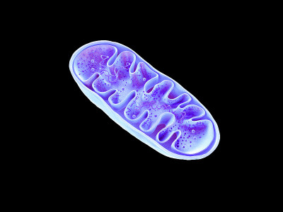 线粒体，细胞器，产生能量，细胞能量和细胞呼吸，DNA, 3D渲染