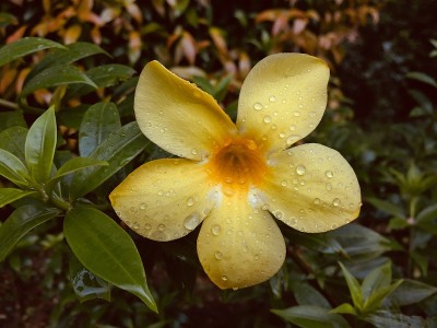 花