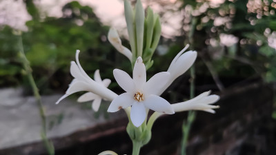 块茎状的