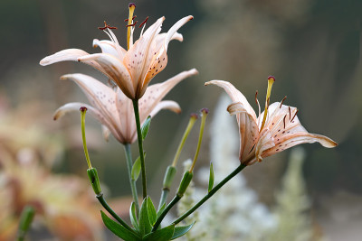 百合布什