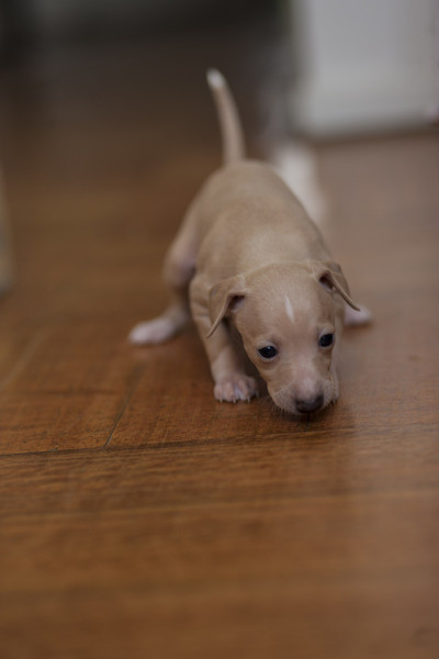 意大利灵缇犬Puppie