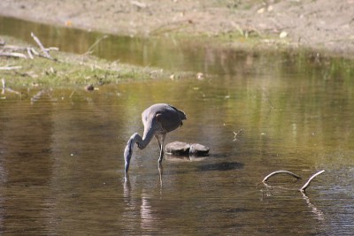 Blue Heron