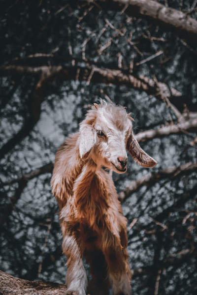 树上的山羊
