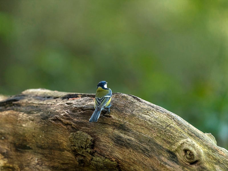 美丽的大山雀(Parus major)