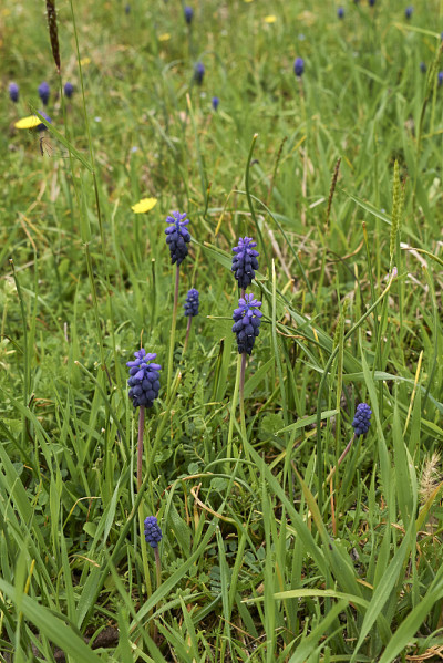 Muscari neglectum
