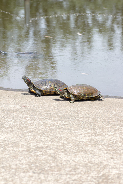 Trachemys scripta elegans