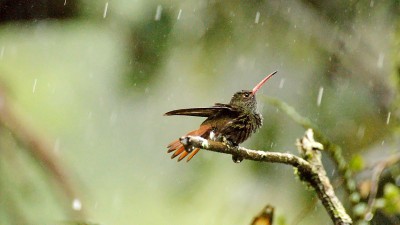蜂鸟在雨中沐浴