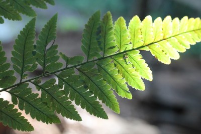 热带森林中的蕨类植物