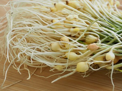 韩国菜配料野生韭菜
